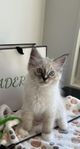 Ragdoll kattunge 