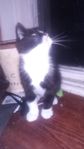 kattunge
