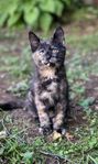 kattunge, delvis norsk skogkatt