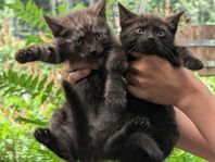 8st Tama kattungar