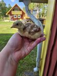Påfågel unge