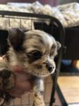 Chihuahua hanvalp Merle reg SKK