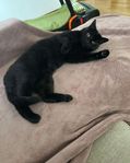 Katt hona 