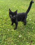 leveransklar kattunge hane