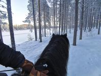 stallplats i Laxforsen 
