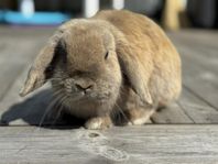 Renrasig minilop hona import Danmark