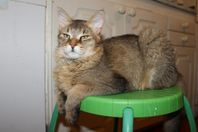 CHAUSIE