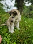 leveransklar malamute hane utan anmärkning