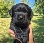 Labrador Retriever valpar