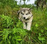 leveransfärdiga malamute tikar utan anmärkning