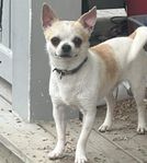 Chihuahua hane 2 år