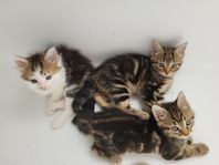 Kattungar säljes