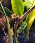 ögonfransgecko bebis