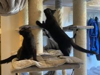 Kattungar 12 veckor 