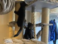 Kattungar 12 veckor
