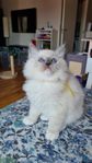 Ragdoll kattunge