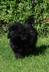 Cavapoo F2