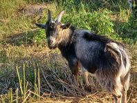 bock killing av rasen dvärg get