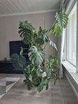 Blomma  Monstera 