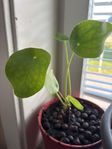 Elefantöra ’Pilea Peperomioides’