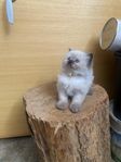 renrasig ragdoll kattungar