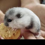 Hamster hane med bur