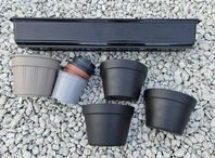 Plantering