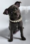 Chihuahua valpar Korthårig