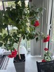 Hibiskus 