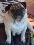 Mops tik