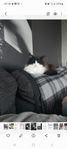 katt