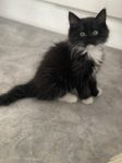 Kattunge 12 veckor