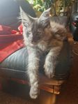 Mainecoon kattunge svartsmoke
