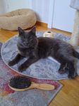 Katt