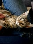 Busiga kattungar 