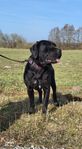 Cane Corso Tik 