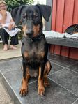 Pinscher hane 5 månader 