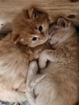 kattungar till salu