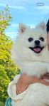 Pomeranian