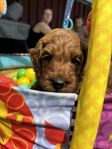 Australien labradoodle