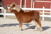 Minishetland 