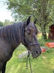 Vacker kallblodsvalack-13