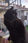 Kastrerad hankatt söker nytt hem