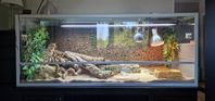 Stort terrarium 150x60x60 med belysning och mycket tillbehö