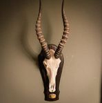 Bläsbock Horn Kranium Skalle Taxidermy Horns Skull Gothic