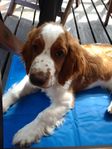 welshspringer spaniel valp