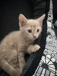 Kattungar söker nya hem – 12 veckor 16/8