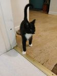 söt katt