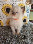Ragdoll kattungar