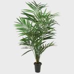 kentia Palm från mr.plant